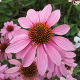 Echinacea 'Magnus