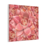 Graptosedum California Sunset Succulent Pattern Canvas Print – Botanical Wall Art