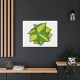 Philodendron Brasil Canvas Print – Botanical Wall Art