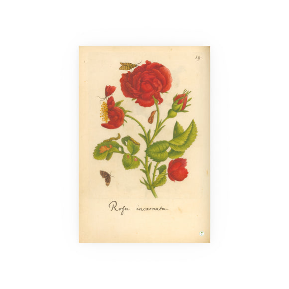 Rosa Incarnata with Butterfly and Caterpillar,  Colorized Reproduction of Engraving from Erucarum ortus
