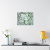 Pachyveria Haagei Succulent Pattern Canvas Print – Botanical Wall Art