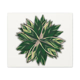 Stromanthe Triostar Canvas Print – Botanical Wall Art