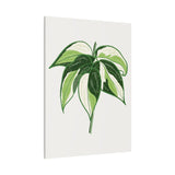 Philodendron Cream Splash Canvas Print – Botanical Wall Art