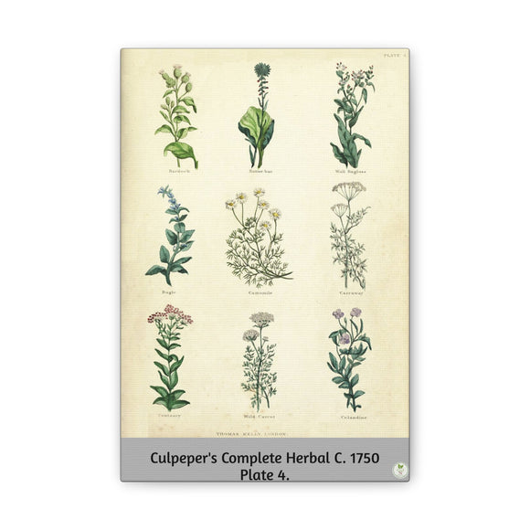 Culpeper’s Complete Herbal c.1750, Plate 4 Botanical Engraving Reproduction