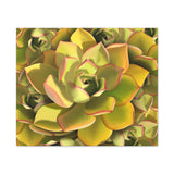 Noble Aeonium Succulent Pattern Canvas Print – Botanical Wall Art