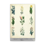 Culpeper’s Complete Herbal c.1750, Plate 7 Botanical Engraving Reproduction