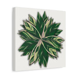 Stromanthe Triostar Canvas Print – Botanical Wall Art