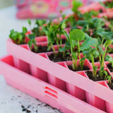Small plants in pink plastic trays on a table