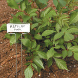 Green plant with a Luster Leaf Classic Impressions Garden 10" Plant Labels | Copper or Zinc indicating 'Astilbe Pink' in a garden setting.