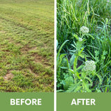 Yaak Yarrow 'Turf-Type' Seed