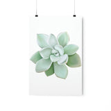 Pachyveria Haagei Succulent Botanical Print – Unframed Wall Art