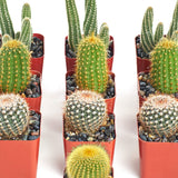 Row of potted cacti with red pots on a white background