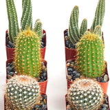 Assorted Mini Cactus Collection with different shapes and sizes on a white background