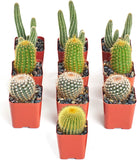 Multiple potted cacti arranged in rows on a white background