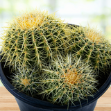 Golden Barrel Cactus