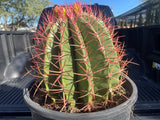 Ferocactus pringlei with red spines in a vehicle's open trunk
