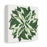 Calathea White Fusion Canvas Print – Botanical Wall Art