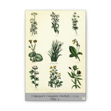Culpeper’s Complete Herbal c.1750, Plate 5 Botanical Engraving Reproduction