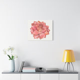 Graptosedum California Sunset Succulent Canvas Print – Botanical Wall Art
