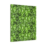Aglaonema Pictum Canvas Print – Botanical Wall Art