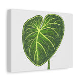 Philodendron Gloriosum Canvas Print – Botanical Wall Art