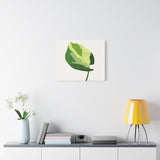 Manjula Pothos Illustrated Canvas Print – Botanical Wall Art