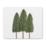 Ponderosa Pine Canvas Print – Wall Art