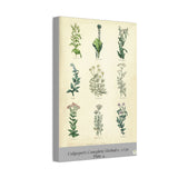 Canvas print with illustrations of various plants on a beige background