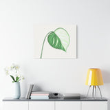 Monstera Albo Canvas Print – Botanical Wall Art