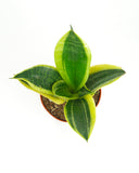 Sansevieria Laurentii 'Snake Plant' with green and yellow leaves on a white background