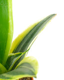 Close-up of a Sansevieria Laurentii 'Snake Plant' with a white background