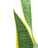 Close-up of a snake plant with green and yellow leaves on a white background