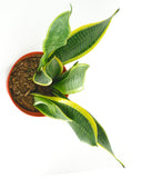 Potted plant with green leaves on a white background