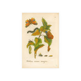 Urtica urens major, Colorized Stinging Nettle with Butterfly Life Cycle