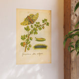 Grossularia alba vulgaris,  Colorized White Gooseberry Engraving
