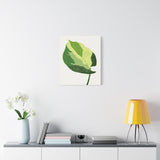 Manjula Pothos Illustrated Canvas Print – Botanical Wall Art