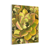 Noble Aeonium Succulent Pattern Canvas Print – Botanical Wall Art