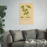 Hedera teneriffis florens – colorized ivy with moth life cycle (GoGardenNow exclusive)