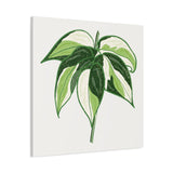 Philodendron Cream Splash Canvas Print – Botanical Wall Art