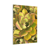Noble Aeonium Succulent Pattern Canvas Print – Botanical Wall Art
