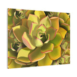 Noble Aeonium Succulent Pattern Canvas Print – Botanical Wall Art