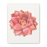 Graptosedum California Sunset Succulent Canvas Print – Botanical Wall Art