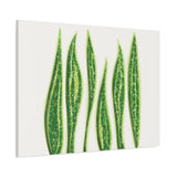 Snake Plant Canvas Print – Botanical Wall Art