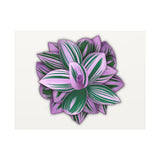 Tradescantia Nanouk Canvas Print – Botanical Wall Art