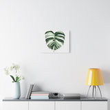 Melting Monstera Albo Canvas Print – Botanical Wall Art