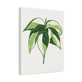 Philodendron Cream Splash Canvas Print – Botanical Wall Art