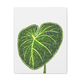 Philodendron Gloriosum Canvas Print – Botanical Wall Art