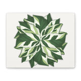 Calathea White Fusion Canvas Print – Botanical Wall Art
