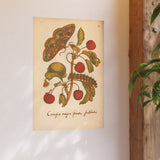 Cerasus Major with Moth and Caterpillar, Colorized Botanical Engraving