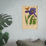 Iris Hortensis Latifolia, Antique Botanical Illustration